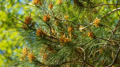 أشجار الصنوبر