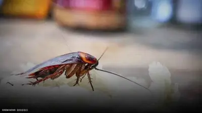 صراصير وسوء نظافة تطيح بتصنيف مطعم شهير لنجم سابق