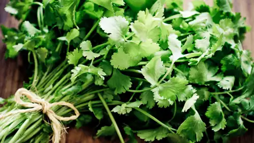 الكزبرة الخضراء