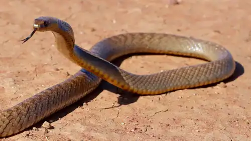 ثعبان تايبان الساحلي