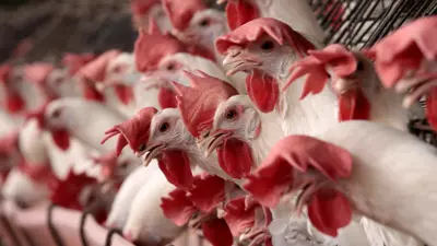 دجاج داخل الأقفاص