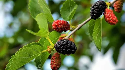  أوراق نبات Morus nigra