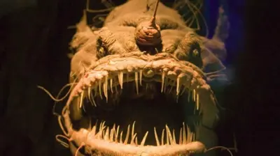 سمكة الشيطان الاسود