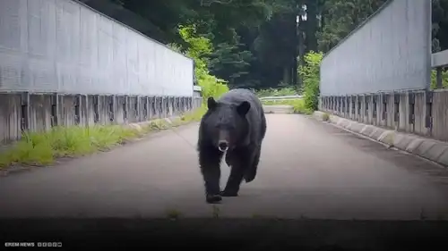 "معركة الدببة".. الجيش الياباني وجها لوجه مع "الرعب القادم من الغابة"