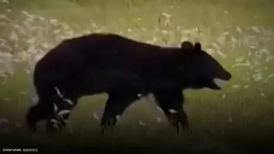 دب في مطار ياباني