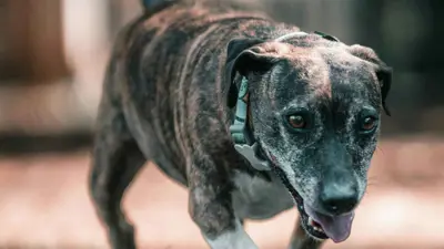 كلب من نوع كاتاهولا