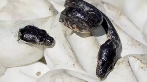 صغار الثعابين 