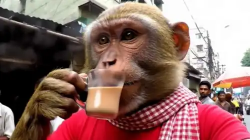 شخصية ذكاء اصطناعي من قناة Bandar Apna Dost