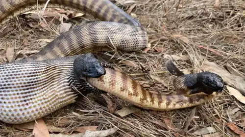 أكل المثيل لدى ثعابين البايثون