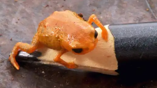 ضفدع Brachycephalus lulai 