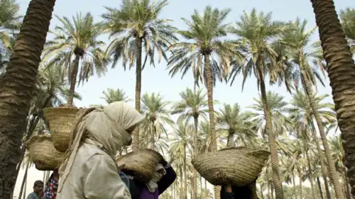 نساء عراقيات يحملن سلال التمر خلال موسم الحصاد في حقول بابل