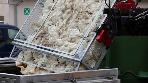 إتلاف بط بسبب إنفلونزا الطيور