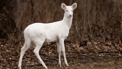 غزال ألبينو