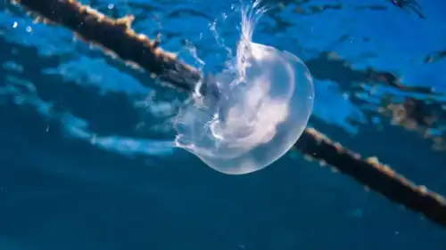 قناديل البحر تهاجم إحدى التمديدات 