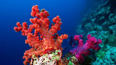 الشعب المرجانية