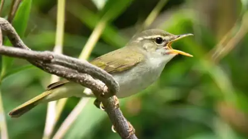 طائر "هازجة أوراق توكارا"