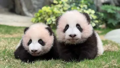 الباندا في منتزه أوشن بارك