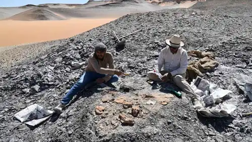 اكتشاف بقايا السلحفاة البحرية 