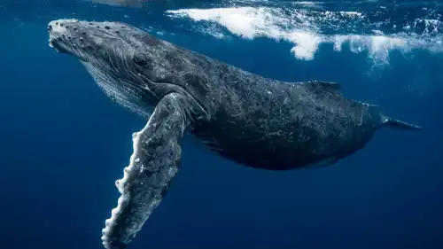 الحوت الأحدب