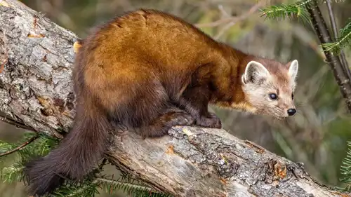 حيوان ابن العرس