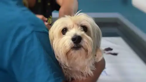 كلب في مختبر طبي 