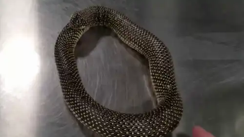 أفعى تحاول أكل نفسها