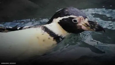 "سبنيب" البطريقة الخارقة