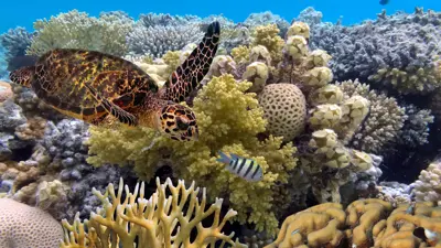 الحاجز المرجاني