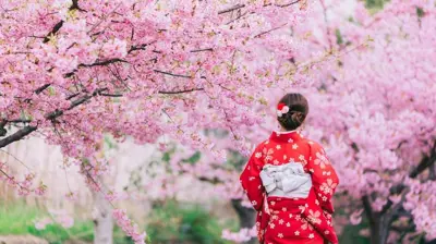 أشجار الساكورا