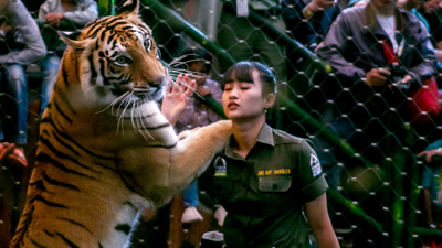 عرض للحيونات المهددة بالإنقراض في إندونيسيا