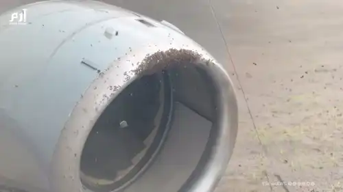 علق في محرك الطائرة.. سرب #نحل ضخم يؤخر رحلة أمريكية