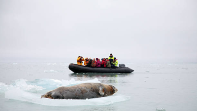 فقمة في القطب الشمالي (تعبيرية)