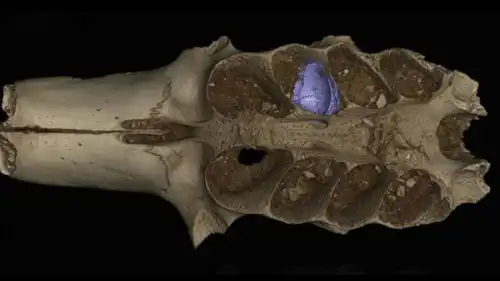 صورة مقطعة للعظام المكتشفة