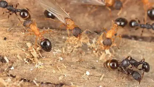  Temnothorax kinomurai