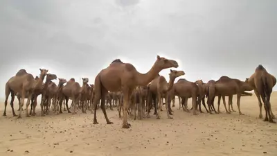 قطيع من الجمال