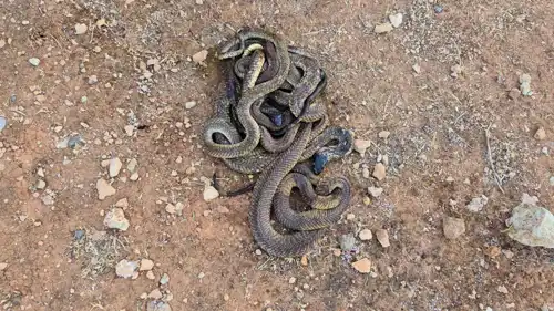 جانب من الأفاعي التي تم إطلاقها