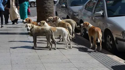 الكلاب الضالة