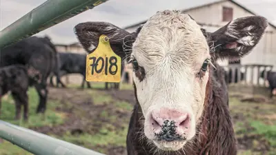 انتشار الحمى القلاعية بين الماشية في هنغاريا