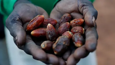 حبات من التمر بيد طفل سوداني