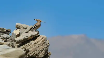 طائر الهدهد