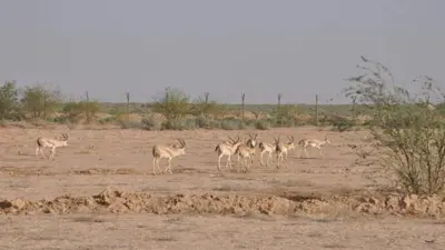 محمية علي الغربي للغزلان، العراق