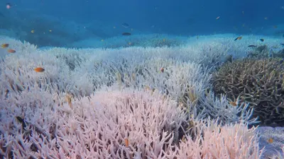 ابيضاض الشعاب المرجانية بسبب التغير المناخي