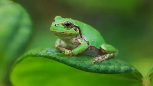  ضفدع الشجر الياباني