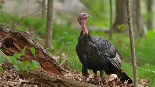 ديك رومي بري