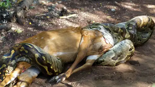 أفعى تأكل غزالا