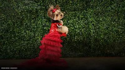 كلاب بأزياء مشاهير