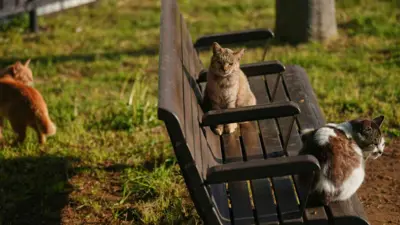 قطط أوماجاري نيكو