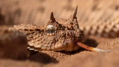 الأفعى المقرنة ذيلية العنكبوت