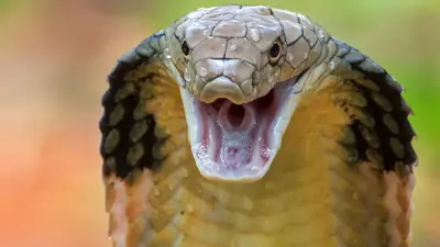 أفعى كوبرا ملكية