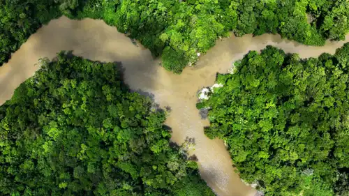 غابة إستوائية